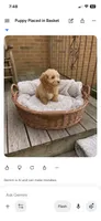 Benji, a male Miniature Goldendoodle for sale in Greensboro, NC – 3 of 3