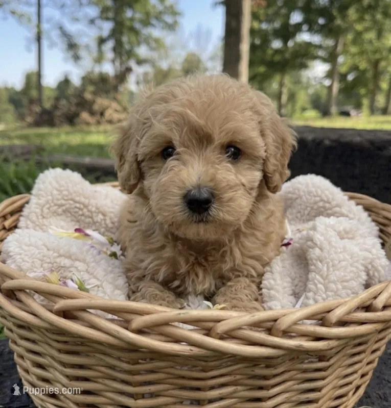 Trig – Miniature Goldendoodle puppy for sale in Greensboro, NC