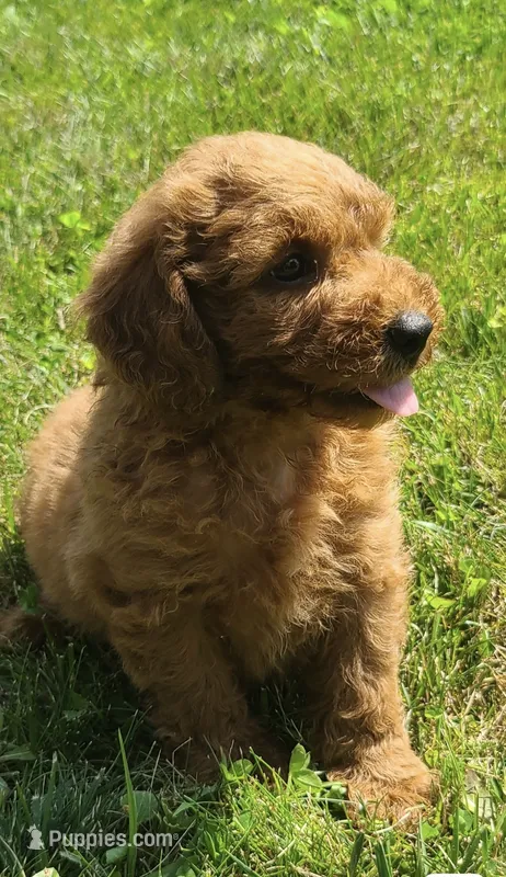 Piper – Miniature Goldendoodle puppy for sale in Greensboro, NC