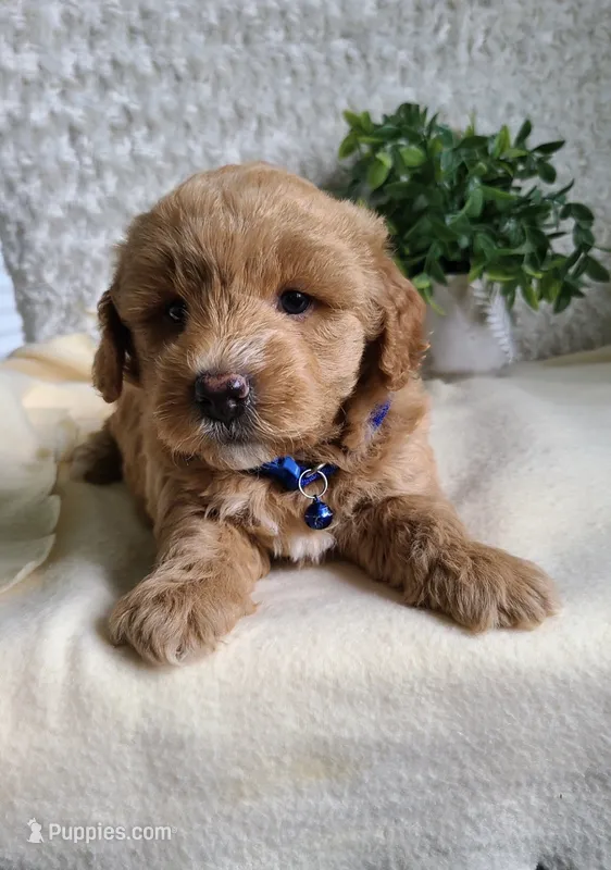 Cupid – Miniature Goldendoodle puppy for sale in Greensboro, NC