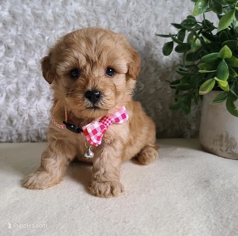 Chloe – Miniature Goldendoodle puppy for sale in Greensboro, NC