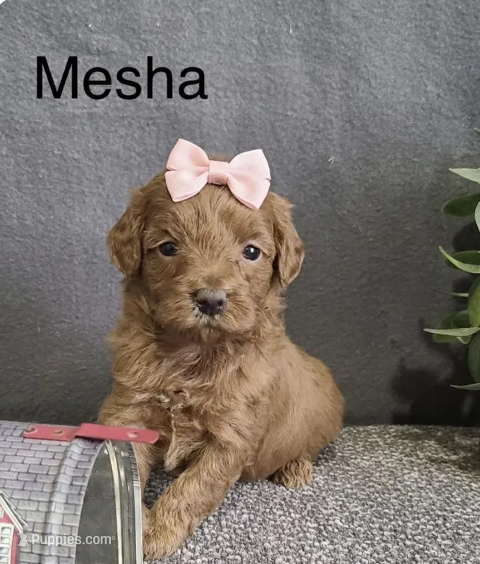 Mesha