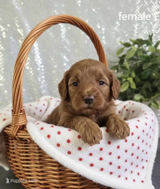 Mesha, a female Miniature Goldendoodle for sale in Greensboro, NC – Photo 1 of 1