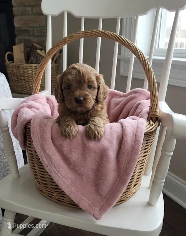 Mesha – Miniature Goldendoodle puppy for sale in Greensboro, NC