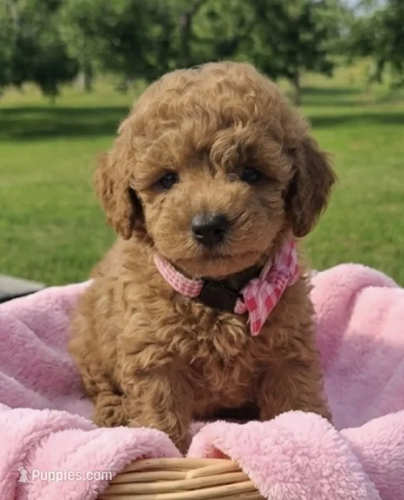 Pansy – Miniature Goldendoodle puppy for sale in Greensboro, NC