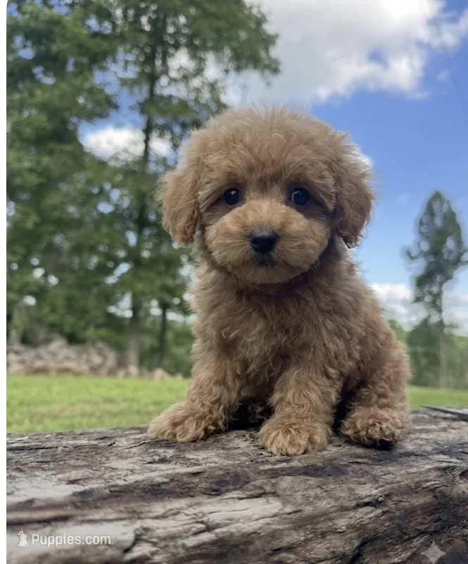 Trish – Miniature Goldendoodle puppy for sale in Greensboro, NC