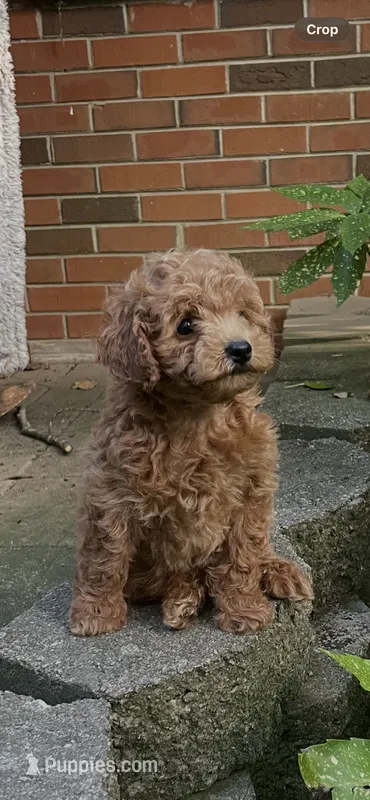 Mia – Miniature Goldendoodle puppy for sale in Greensboro, NC