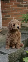 Mia, a female Miniature Goldendoodle for sale in Greensboro, NC – 1 of 4