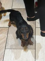 Millie, a female Miniature Dachshund for sale in Eufaula, OK – Photo 2 of 2