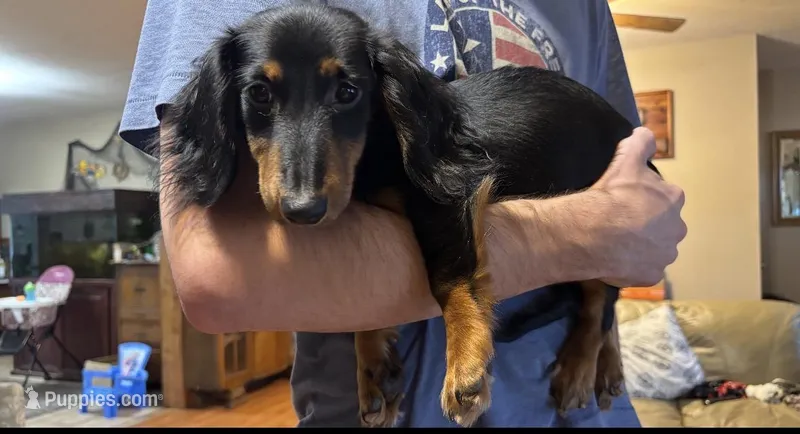 Millie – Miniature Dachshund puppy for sale in Eufaula, OK
