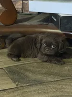 Snoopy, a male Shih Tzu for sale in Los Angeles, CA – 4 of 10