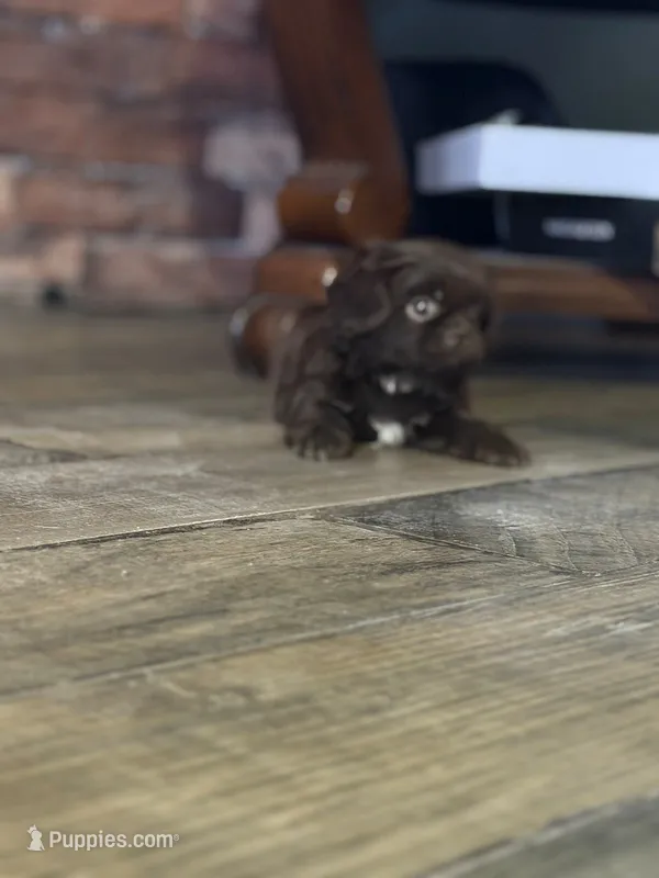 Snoopy – Shih Tzu puppy for sale in Los Angeles, CA