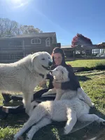 Nacho, a male Maremma Sheepdog for sale in Kings Mountain, NC – Photo 3 of 8