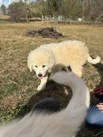 Nacho, a male Maremma Sheepdog for sale in Kings Mountain, NC – Photo 6 of 8