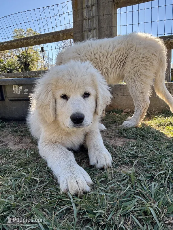 Nacho – Maremma Sheepdog puppy for sale in Kings Mountain, NC