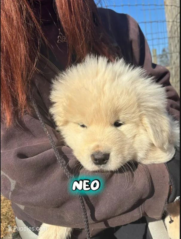 Neo, a male Maremma Sheepdog for sale in Kings Mountain, NC – Photo 1 of 1