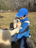 Nacho, a male Maremma Sheepdog for sale in Kings Mountain, NC – Photo 5 of 8