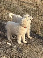 Nacho, a male Maremma Sheepdog for sale in Kings Mountain, NC – Photo 2 of 8