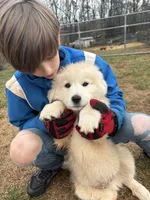 Nacho, a male Maremma Sheepdog for sale in Kings Mountain, NC – Photo 4 of 8