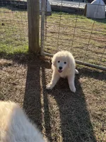 Nacho, a male Maremma Sheepdog for sale in Kings Mountain, NC – Photo 8 of 8