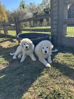 Nacho, a male Maremma Sheepdog for sale in Kings Mountain, NC – Photo 7 of 8
