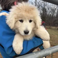 Neptune, a male Great Pyrenees and Maremma Sheepdog for sale in Kings Mountain, NC – Photo 1 of 10
