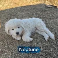 Neptune, a male Great Pyrenees and Maremma Sheepdog for sale in Kings Mountain, NC – Photo 2 of 10
