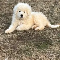 Neptune, a male Great Pyrenees and Maremma Sheepdog for sale in Kings Mountain, NC – Photo 4 of 10