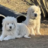 Neptune, a male Great Pyrenees and Maremma Sheepdog for sale in Kings Mountain, NC – Photo 3 of 10