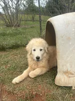 Nico, a male Maremma Sheepdog for sale in Kings Mountain, NC – Photo 10 of 10