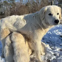 Nico, a male Great Pyrenees and Maremma Sheepdog for sale in Kings Mountain, NC – Photo 8 of 10