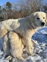 Nico, a male Maremma Sheepdog for sale in Kings Mountain, NC – Photo 8 of 10
