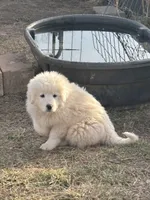 Nico, a male Maremma Sheepdog for sale in Kings Mountain, NC – Photo 3 of 10