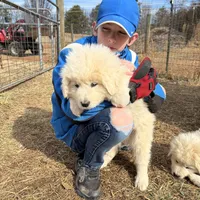 Nico, a male Great Pyrenees and Maremma Sheepdog for sale in Kings Mountain, NC – Photo 10 of 10