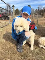 Nico, a male Maremma Sheepdog for sale in Kings Mountain, NC – Photo 10 of 10