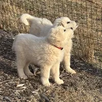 Nico, a male Great Pyrenees and Maremma Sheepdog for sale in Kings Mountain, NC – Photo 1 of 10