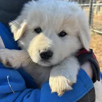 Nico, a male Great Pyrenees and Maremma Sheepdog for sale in Kings Mountain, NC – Photo 7 of 10