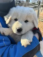 Nico, a male Maremma Sheepdog for sale in Kings Mountain, NC – Photo 7 of 10