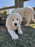 Nico, a male Maremma Sheepdog for sale in Kings Mountain, NC – Photo 6 of 10