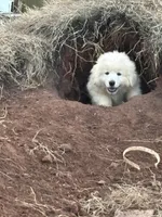 Nico, a male Maremma Sheepdog for sale in Kings Mountain, NC – Photo 2 of 10