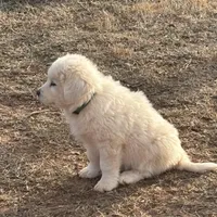 Nico, a male Great Pyrenees and Maremma Sheepdog for sale in Kings Mountain, NC – Photo 6 of 10