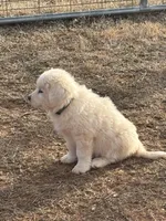 Nico, a male Maremma Sheepdog for sale in Kings Mountain, NC – Photo 5 of 10