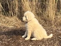Nico, a male Maremma Sheepdog for sale in Kings Mountain, NC – Photo 4 of 10