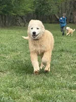 Nico, a male Maremma Sheepdog for sale in Kings Mountain, NC – Photo 5 of 10