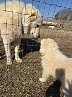 Nico, a male Maremma Sheepdog for sale in Kings Mountain, NC – Photo 9 of 10
