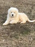 Nico, a male Maremma Sheepdog for sale in Kings Mountain, NC – Photo 1 of 10