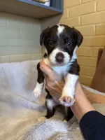 white girl, a female Aussiedoodle for sale in Belmont, NC – Photo 2 of 2