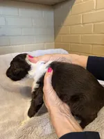 white girl, a female Aussiedoodle for sale in Belmont, NC – Photo 1 of 2