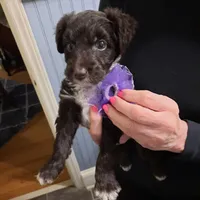 purple girl, a female Aussiedoodle for sale in Belmont, NC – Photo 1 of 2