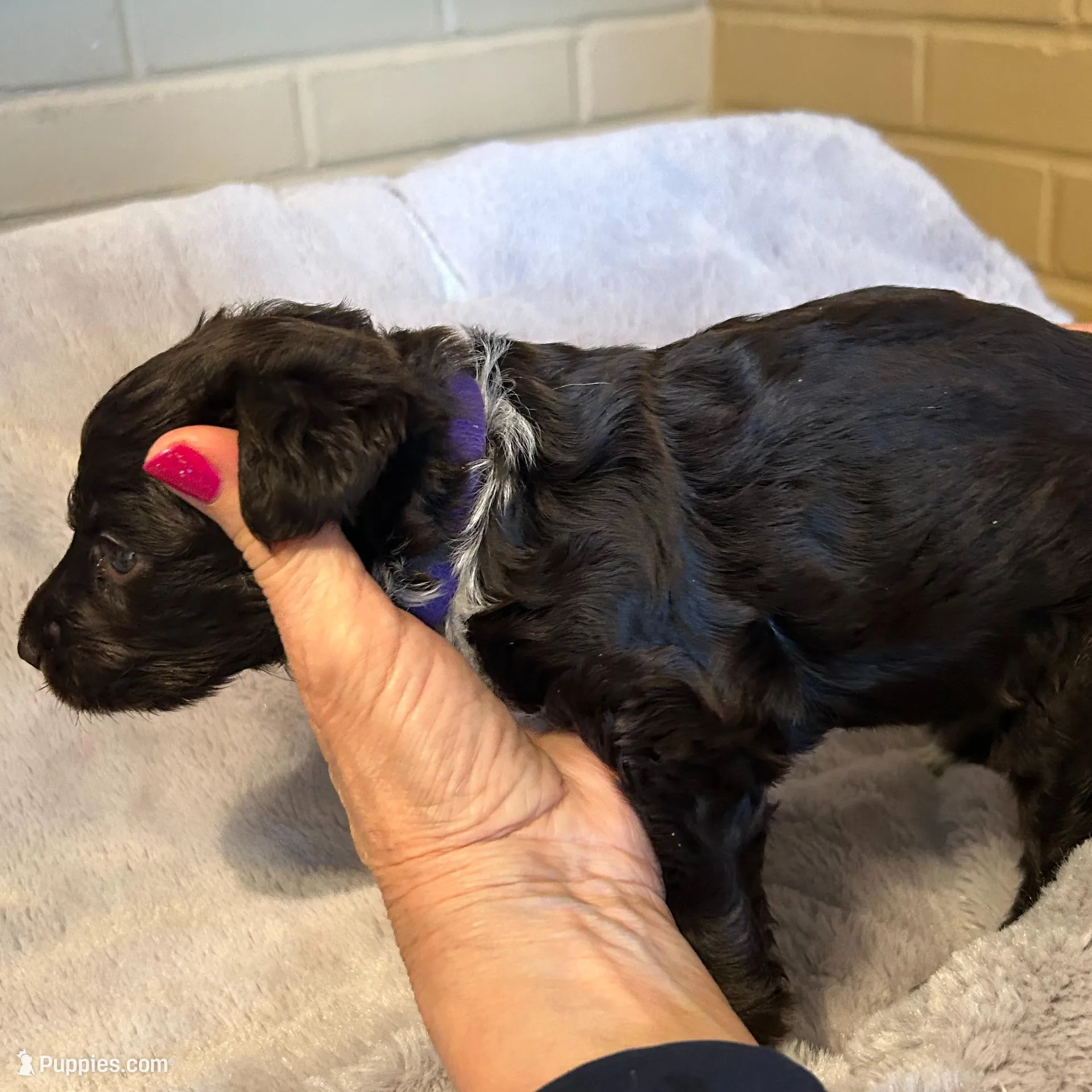 purple girl, a female Aussiedoodle for sale in Belmont, NC – Photo 2 of 2